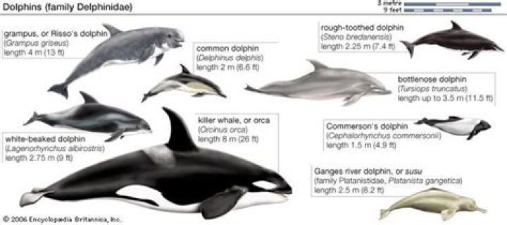 Are Dolphins Mean