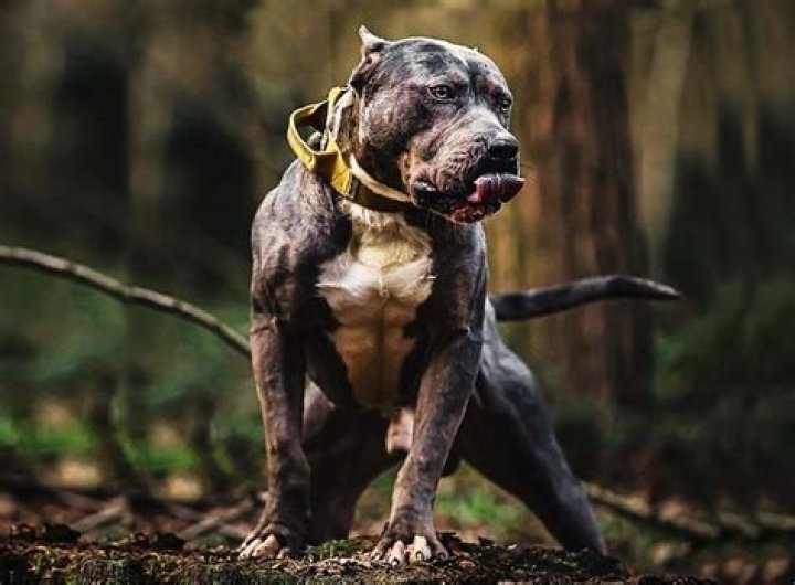 Most Scary Dog Breeds