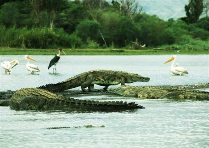 The Extraordinary Embrace: Crocodiles Exhibit Enchanting Bonding Behavior